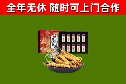 五指回收冬虫夏草价格